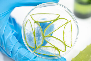 Natural organic green botany laboratory with scientific glassware, Alternative herb medicine or skin care beauty products, Plant cosmetic chemistry research and dermatology development concept.