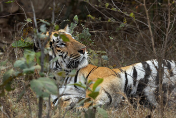 A tiger sleeping in the bushes at Tadoba Andhari Tiger Reserve, India