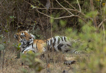 A tiger in bushes at Tadoba Andhari Tiger Reserve, India