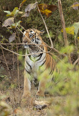 A tiger sitting in bushes at Tadoba Andhari Tiger Reserve, India