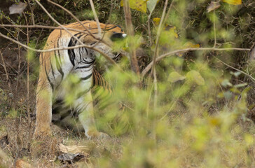 A view of tiger through foliage at Tadoba Andhari Tiger Reserve, India