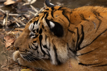 Closeup of a tiger, Tadoba Andhari Tiger Reserve, India