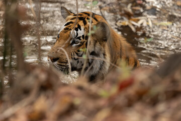 Closeup of a tiger resting in a river channel, Tadoba Andhari Tiger Reserve, India