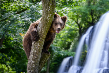 Wild Brown Bear (Ursus Arctos) in the forest on waterfall background. Animal in natural habitat
