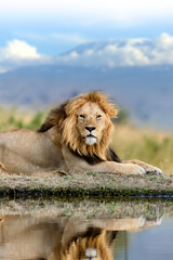 Lion on Kilimanjaro mount background in National park of Kenya, Africa - 632651468