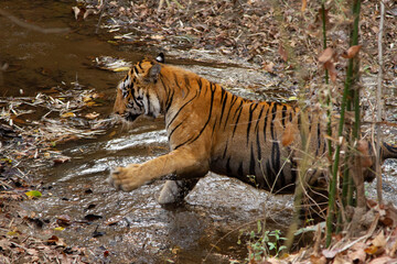Fototapeta na wymiar Tiger in a river channel at Tadoba Andhari Tiger Reserve, India