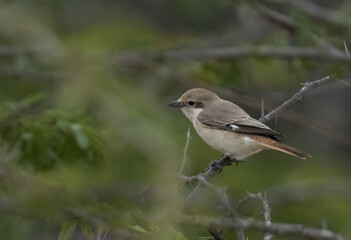 Isaballine shrike perched on acacia twig, Bahrain