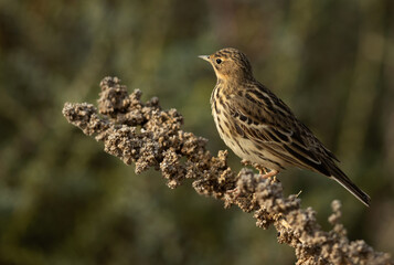 Red throated pipit at Hamala, Bahrain