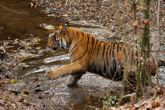 Tiger in a river channel at Tadoba Andhari Tiger Reserve, India