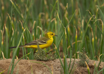 Closeup of a Yellow Wagtail feeding at Buri farm, Bahrain