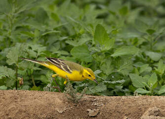 Yellow Wagtail feeding at Buri farm, Bahrain