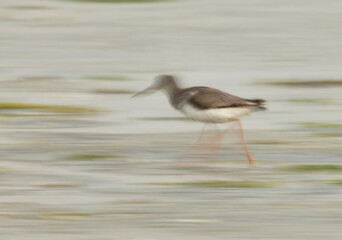 Common Redshank searching food at Eker creek, Bahrain