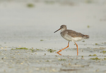 Common Redshank searching food at Eker creek, Bahrain