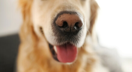 Golden retriever dog looking at camera at home closeup portrait. Purebred pet doggy labrador indoors
