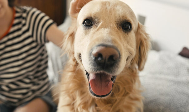 Cute girl petting golden retriever dog in bed closeup doggy portrait. Young girl with purebred pet labrador at home