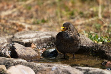 Close up front view of european blackbird female standing in the water of natural looking birdbath with open beak