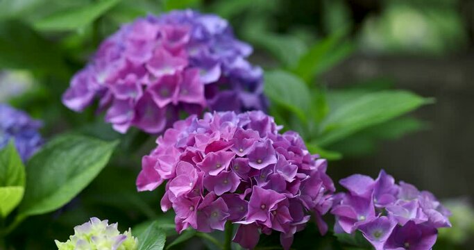 Lilac hydrangea blooms, large bush, natural background