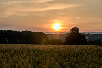 Fototapeta premium sunset over field