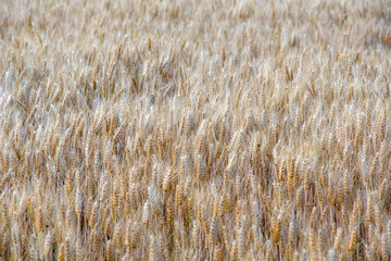 close up of wheat ears