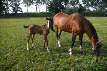 grazing foal with its mother
