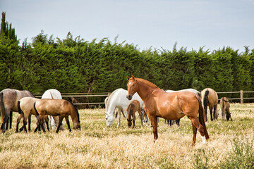 Obraz premium Andalusian Mare