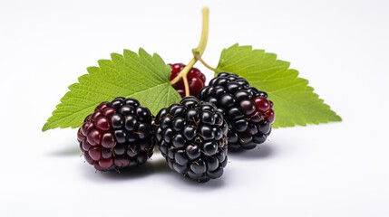 Blackberry isolated on a white background.