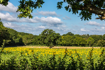 A view over farmland in Sussex, with with sheep in the distance and a field of sunflowers in front
