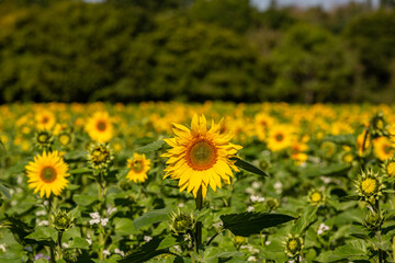 Obraz premium A field of sunflowers in Sussex, with a shallow depth of field