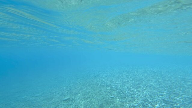Imperial Needlefish swim in the ocean 