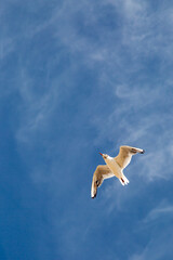 Looking up at a seagull in flight against a blue sky
