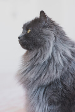 Grey long hair cat
