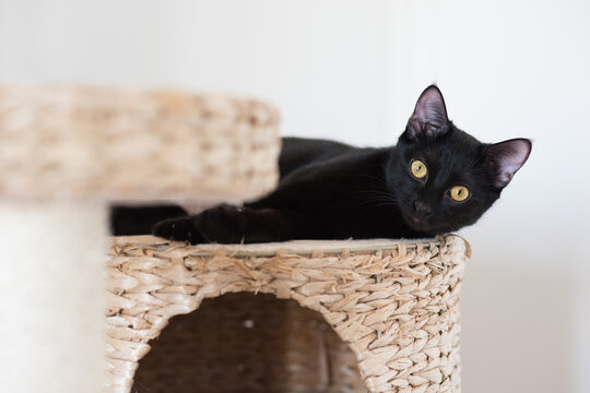 black cat