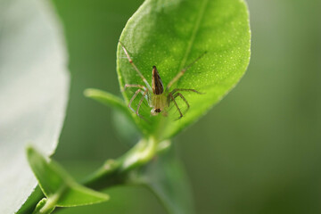 Fototapeta premium Spider on leaf