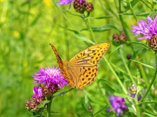 Orange butterfly sits on pink thistle flower.