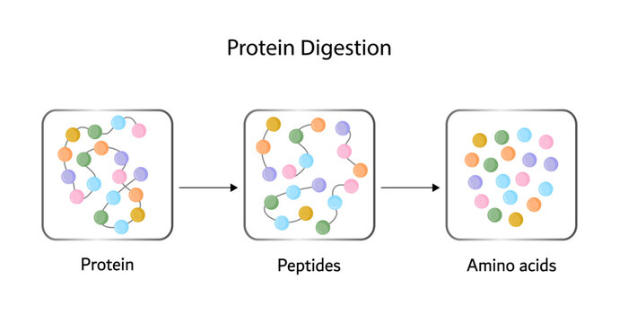 	
Protein Digestion. Proteases Enzymes (proteinases and peptidases) are digesting and breaking the protein into small peptide chains then into single amino acids, to be absorbed into the blood stream
