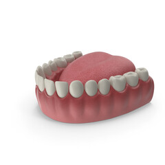 Mandibular human gum and teeth. Medically accurate tooth 3D illustration, Mouth gum and teeth. Medically accurate tooth 3D illustration