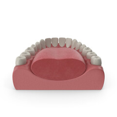 Mandibular human gum and teeth. Medically accurate tooth 3D illustration, Mouth gum and teeth. Medically accurate tooth 3D illustration