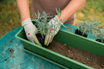 Gardening concept. Happy 60s female hands transplants lavender plant into plastic long pot...