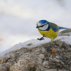 bluetit