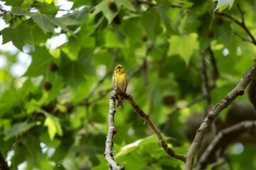 European serin bird on tree branch