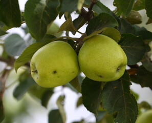 Two unripe green apples are hanging on a branch