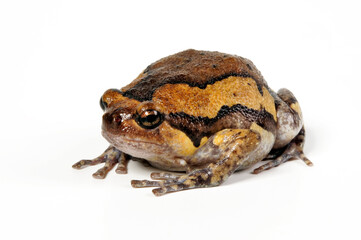 Fototapeta premium Banded bullfrog // Indischer Ochsenfrosch (Kaloula pulchra)
