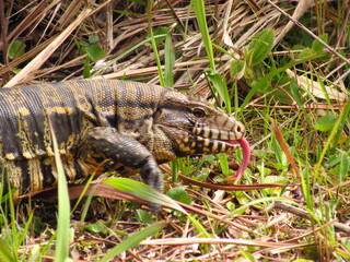 Lizard