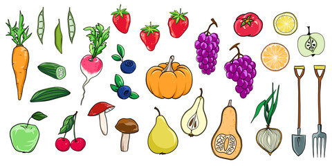 Obraz premium Set of fruits, vegetables, berries and mushrooms. Healthy food vector illustration.