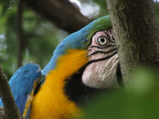 Ara ararauna eyes