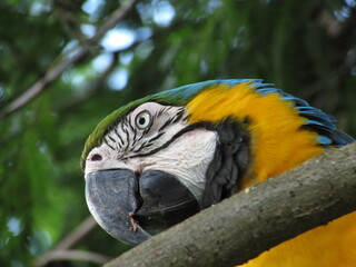 Ara ararauna