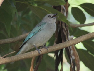 Fototapeta premium Thraupis sayaca