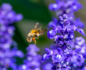 Common carder bee flying to a purple sage flower