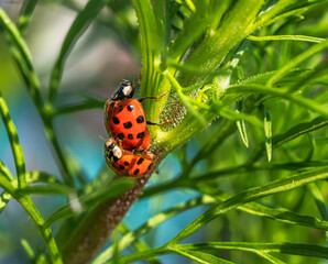 Ladybug couple on a plant