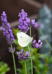  white cabbage butterfly